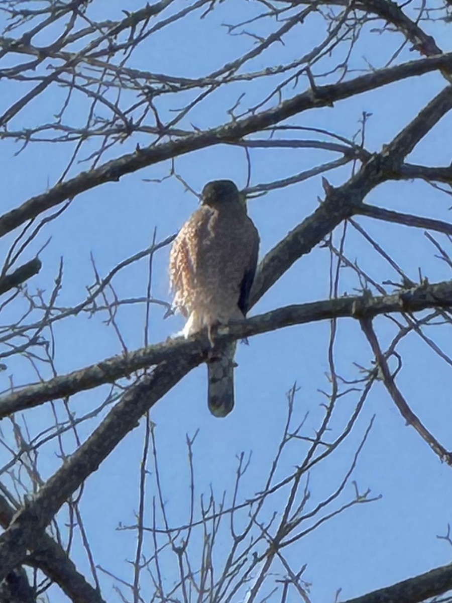 Cooper's Hawk - ML646801304