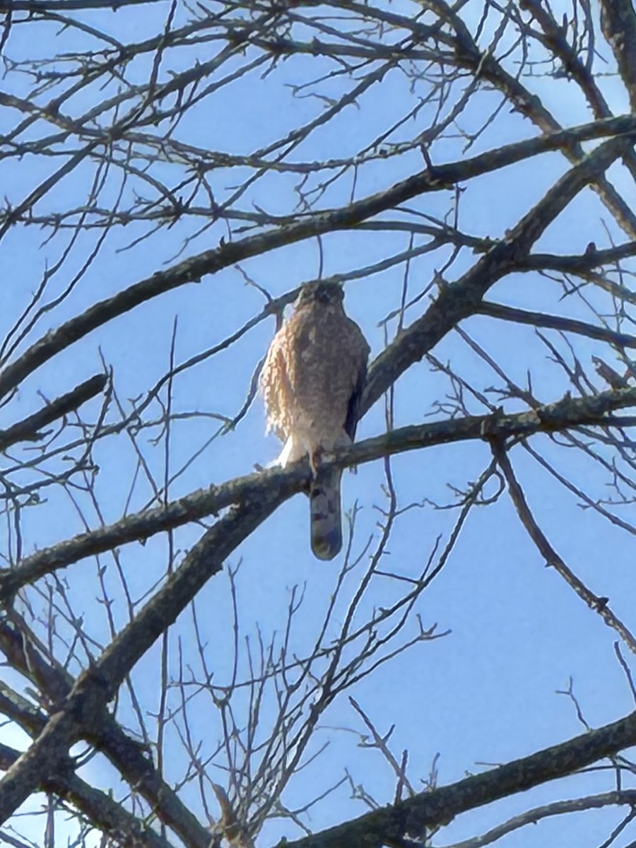 Cooper's Hawk - ML646801305