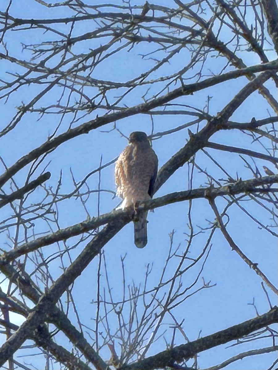 Cooper's Hawk - ML646801306