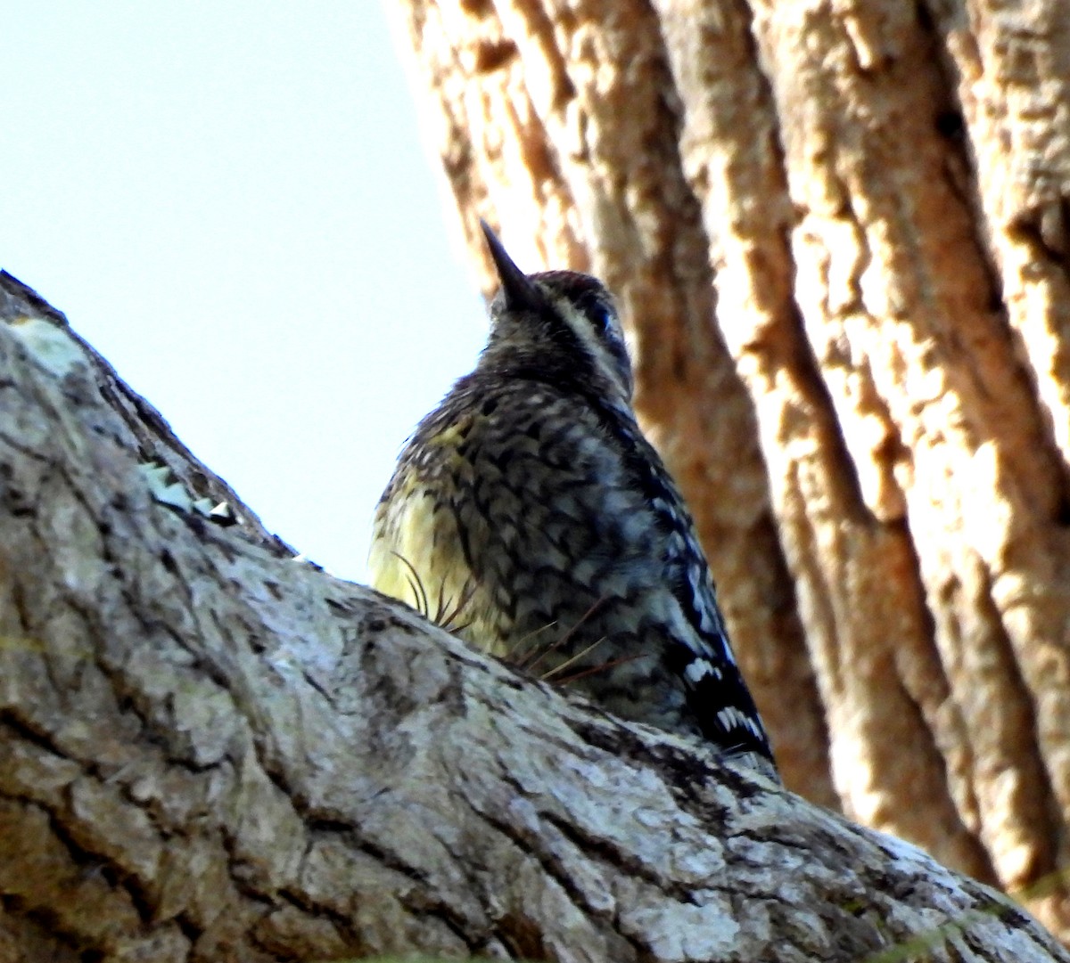 Дятел-смоктун жовточеревий - ML646801308