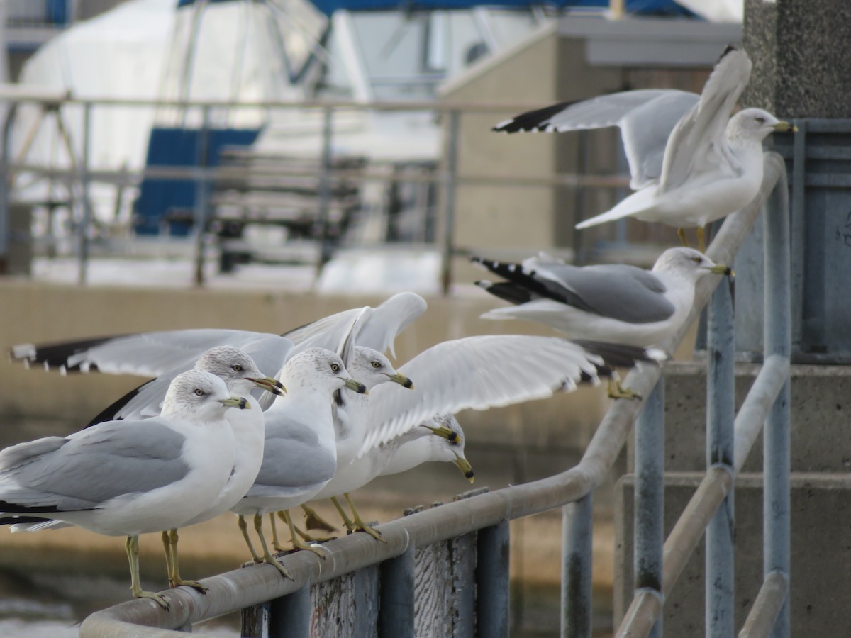 Halkalı Martı - ML646801310