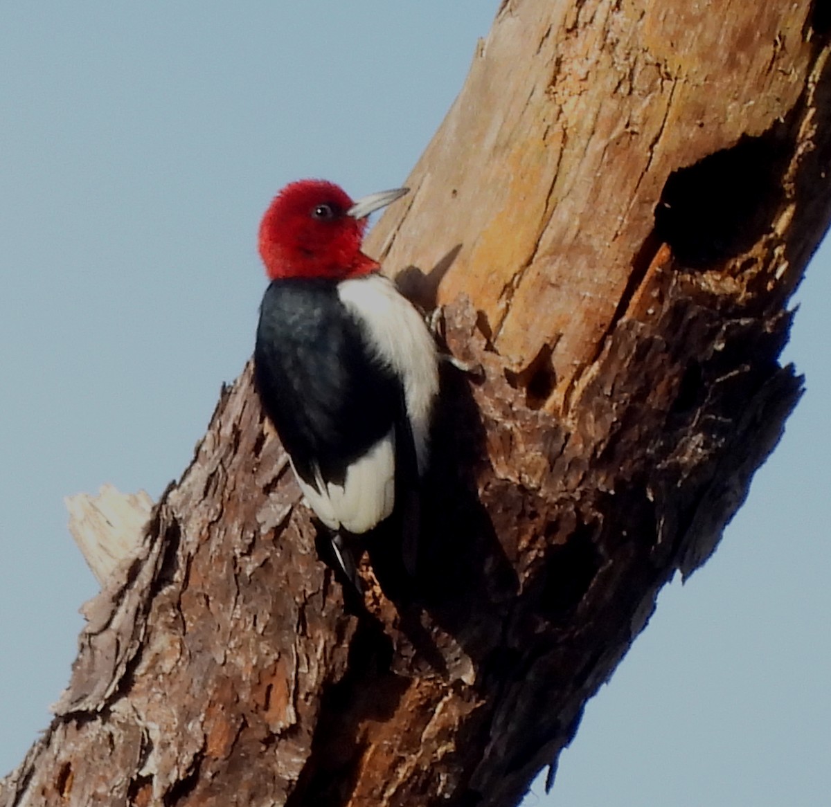 Гіла червоноголова - ML646801311