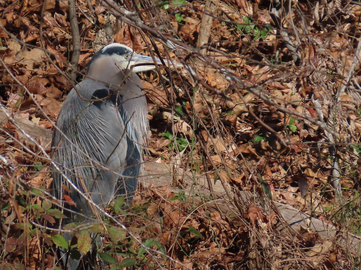 Kanadareiher - ML646801313