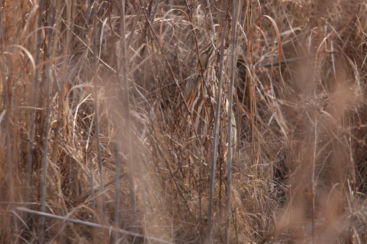 Butor d'Amérique - ML646801314