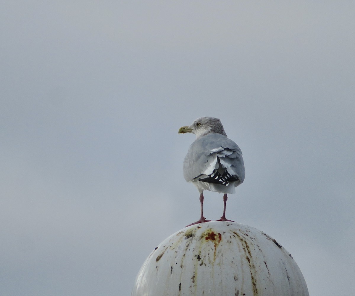 Amerika Gümüş Martısı - ML646801315