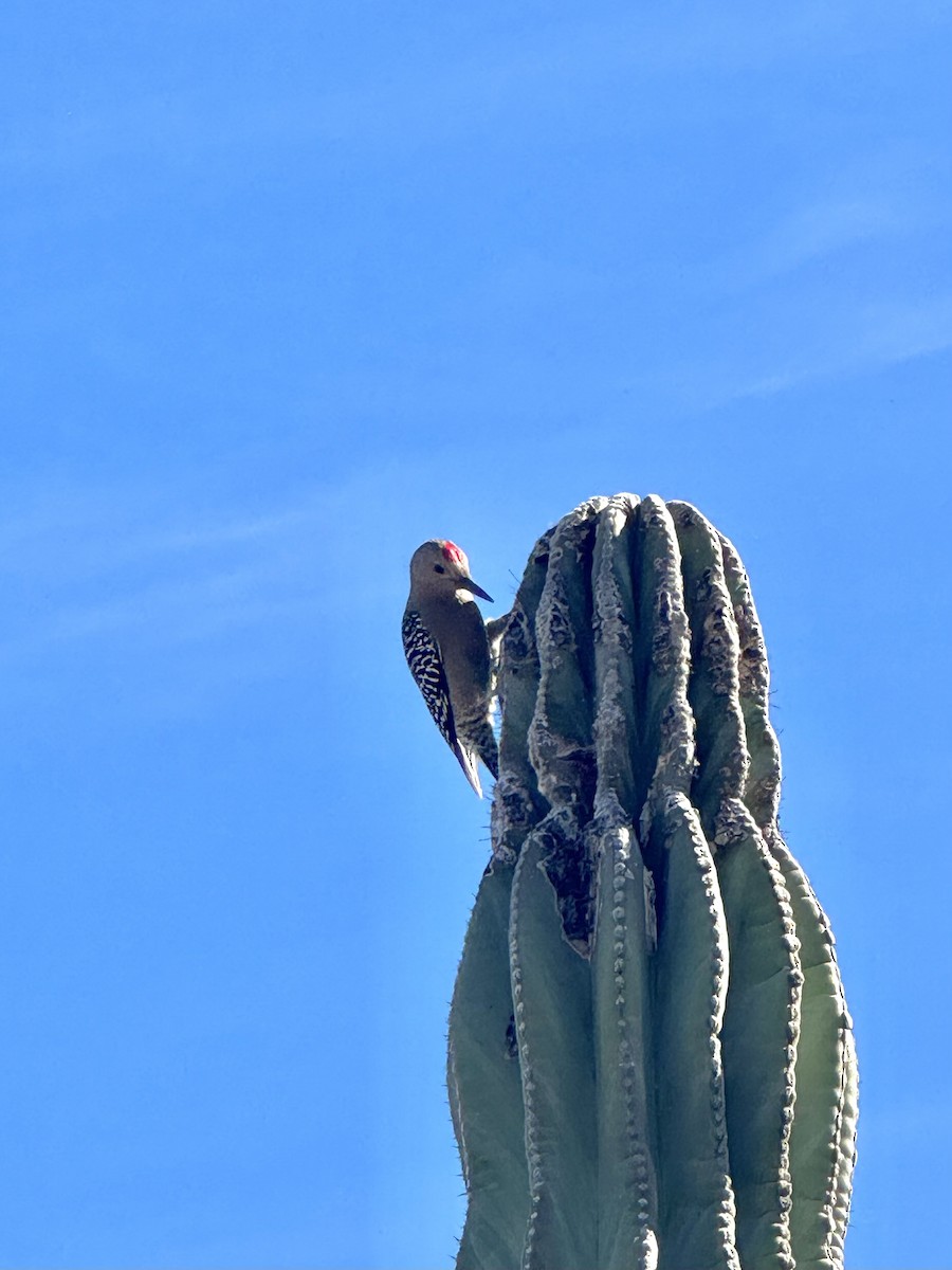 Gila Woodpecker - ML646801316