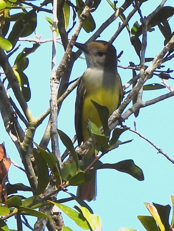 Копетон чубатий - ML646801317