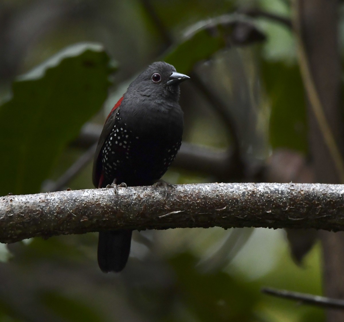 Dybowski's Twinspot - ML646801318