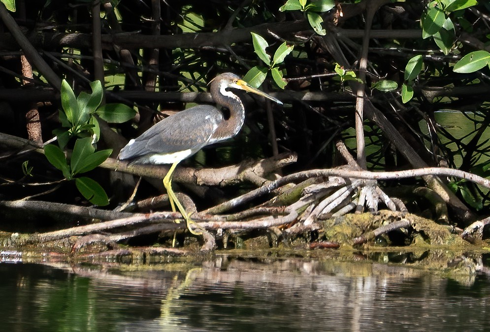 Трёхцветная цапля - ML646801319