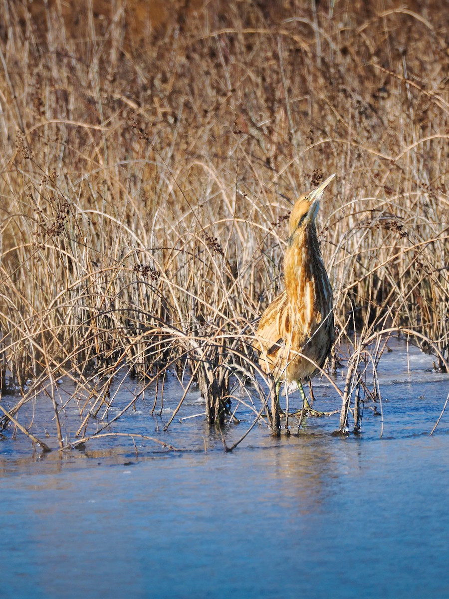 American Bittern - ML646801326