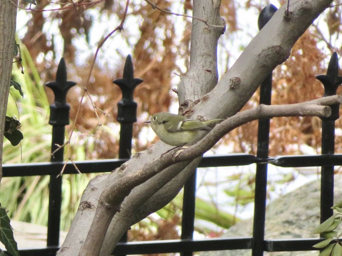 králíček americký - ML646801327