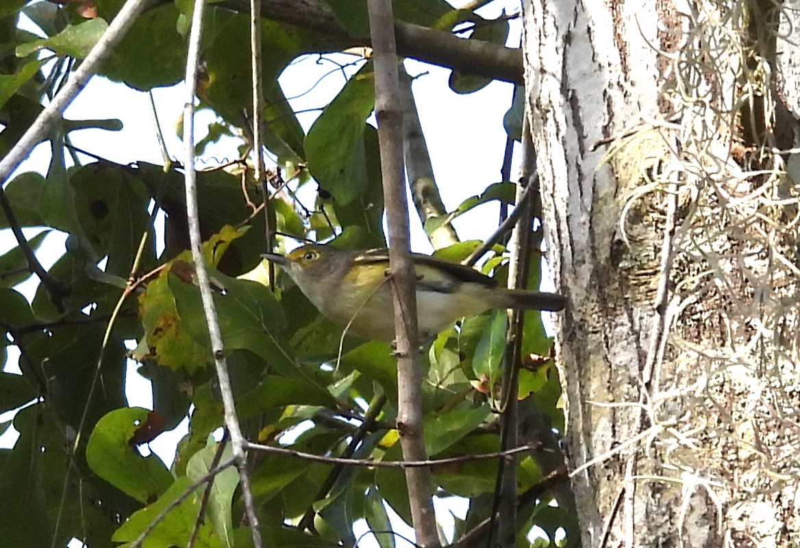 Віреон білоокий - ML646801329