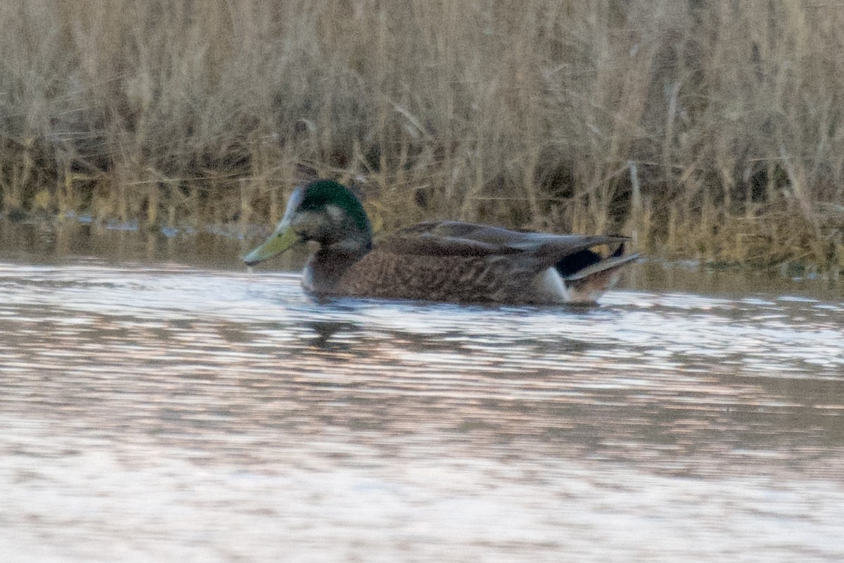Mallard x American Black Duck (hybrid) - ML646801331