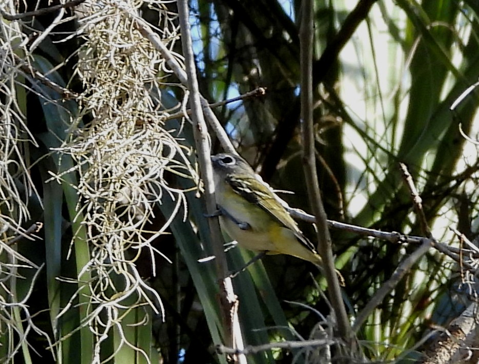 Blue-headed Vireo - ML646801333