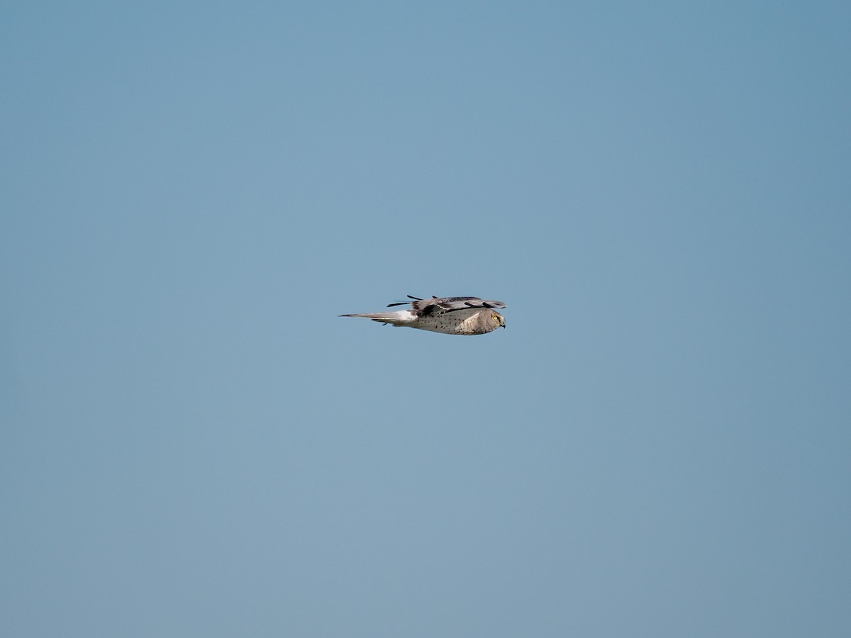 Northern Harrier - ML646801335
