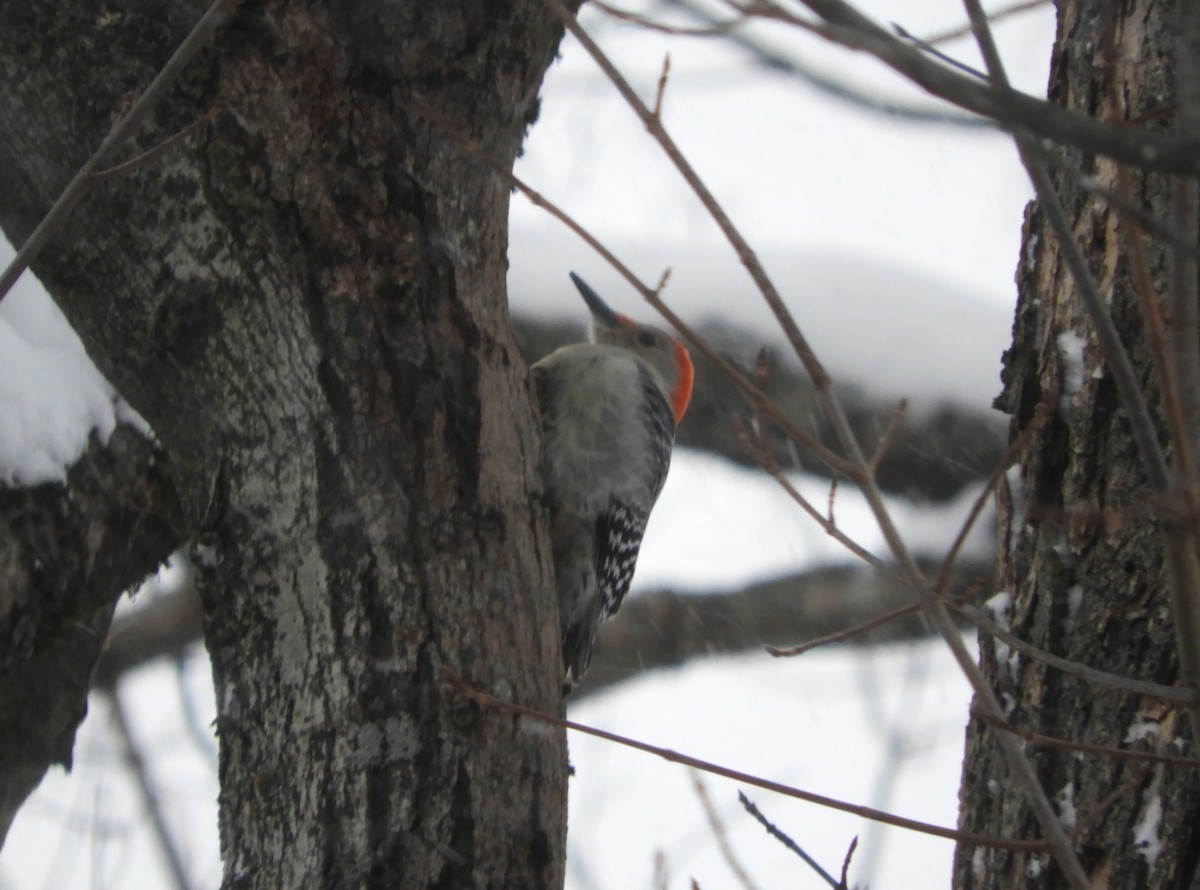 Red-bellied Woodpecker - ML646801336