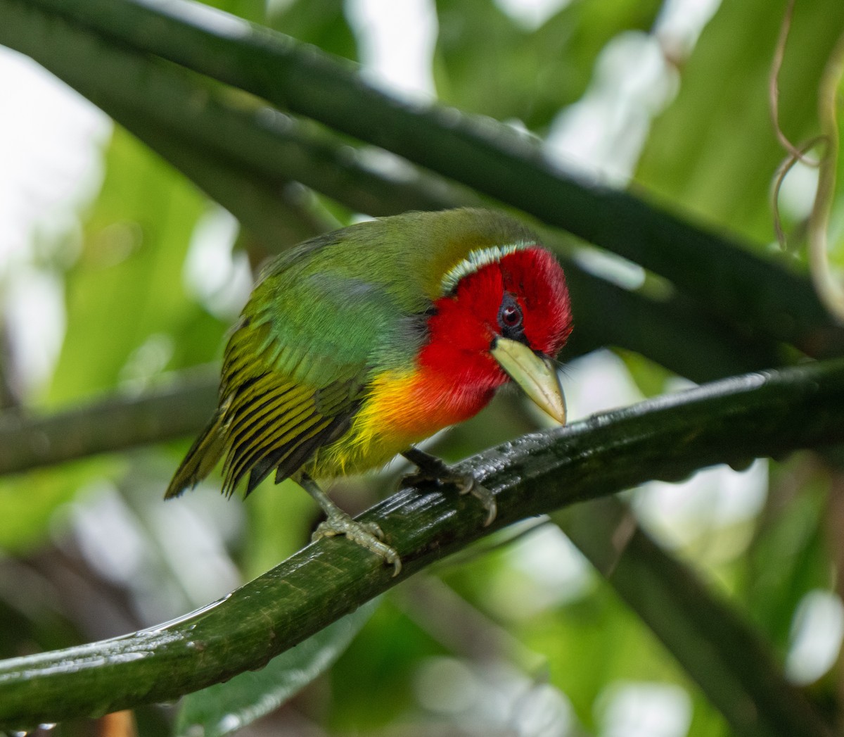 Red-headed Barbet - ML646801338