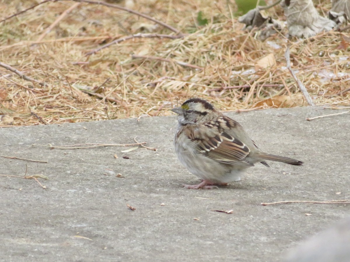 Ak Boğazlı Serçe - ML646801339