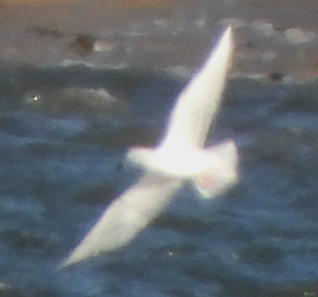 アイスランドカモメ - ML646801340