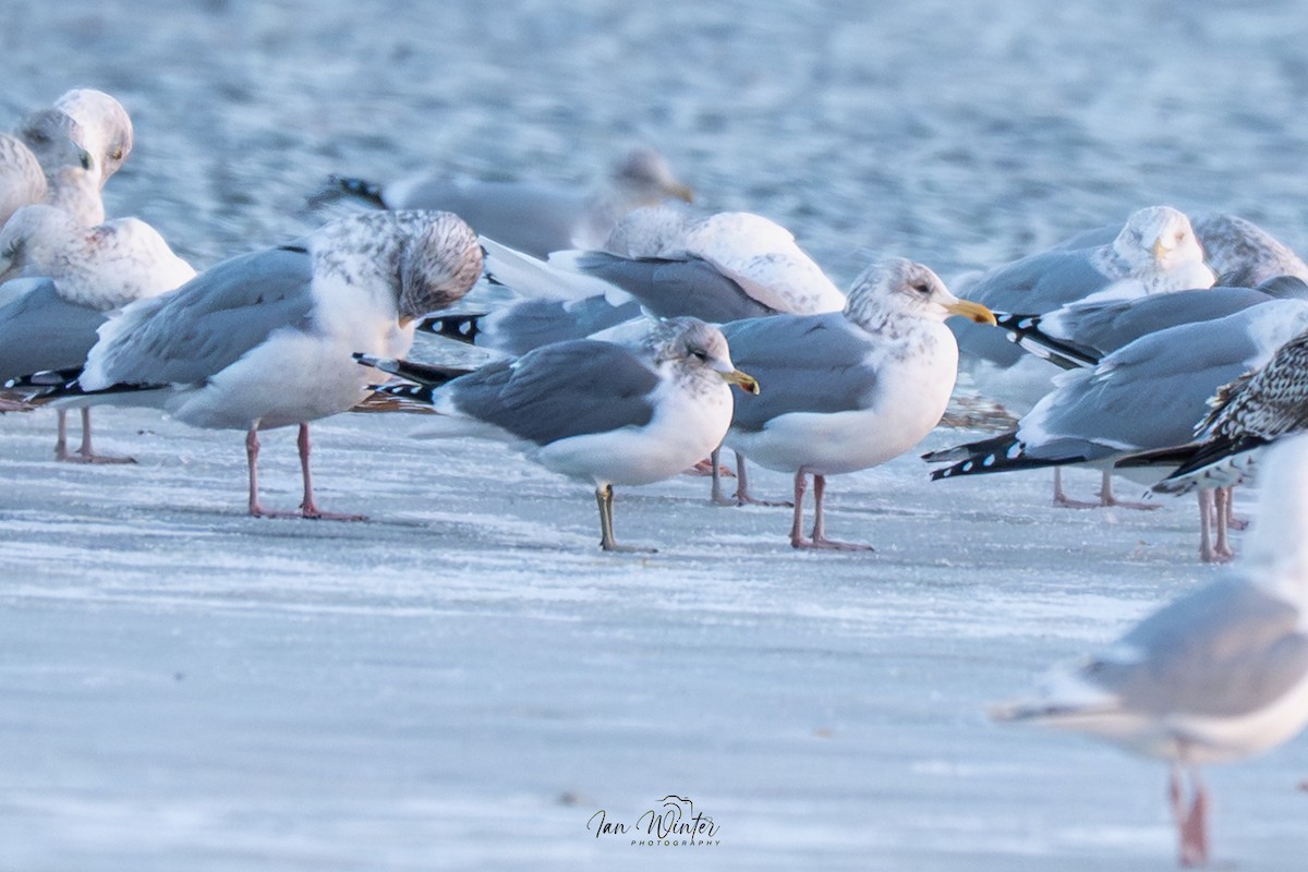 California Gull - ML646801343