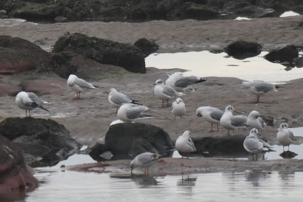 Mediterranean Gull - ML646801344