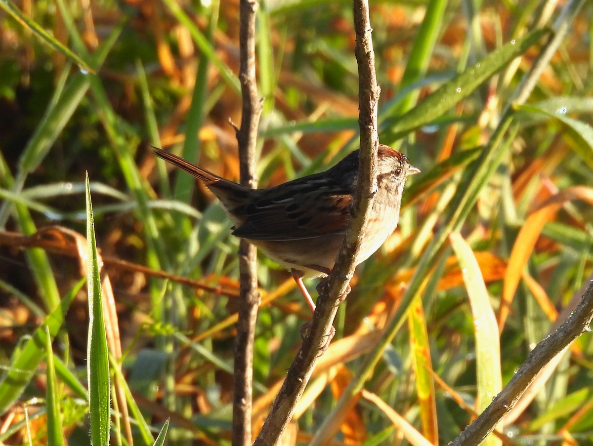 Пасовка болотяна - ML646801345