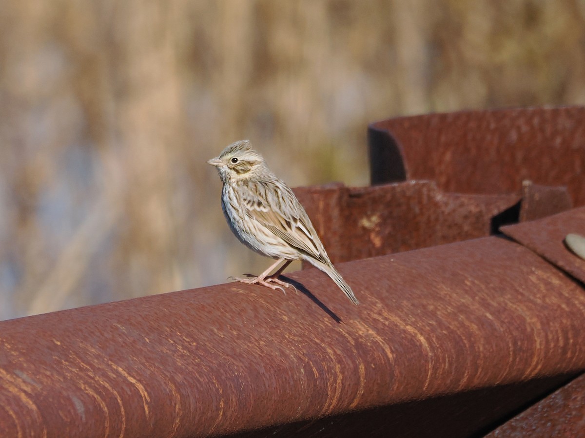 Savannah Sparrow (Ipswich) - ML646801347