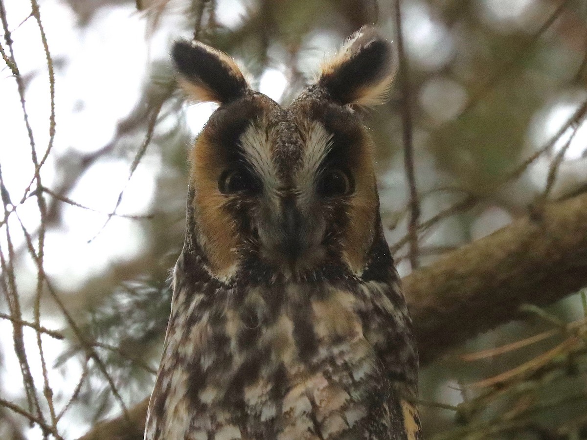 Waldohreule - ML646801348