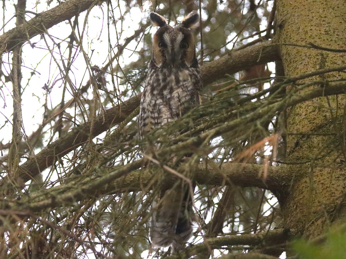 Waldohreule - ML646801349