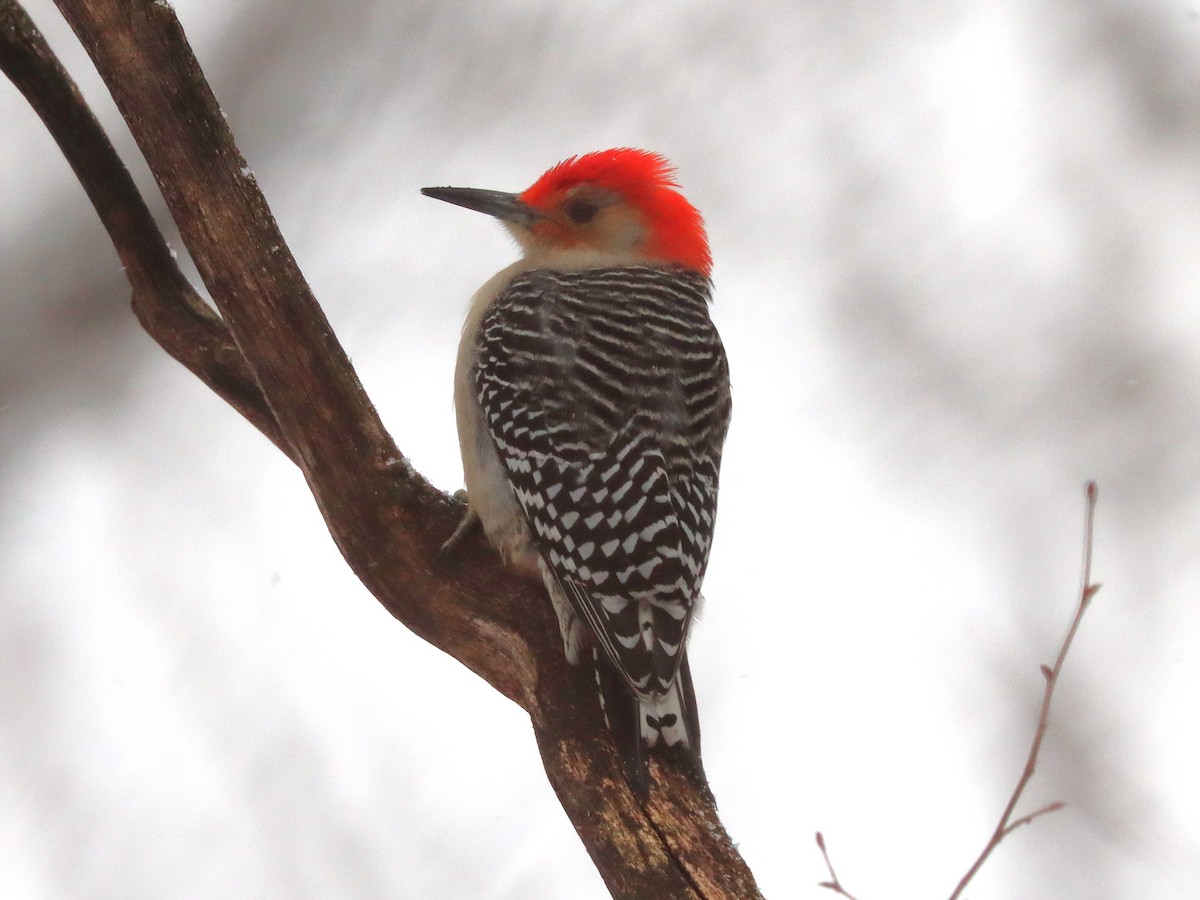 Carolinaspecht - ML646801351