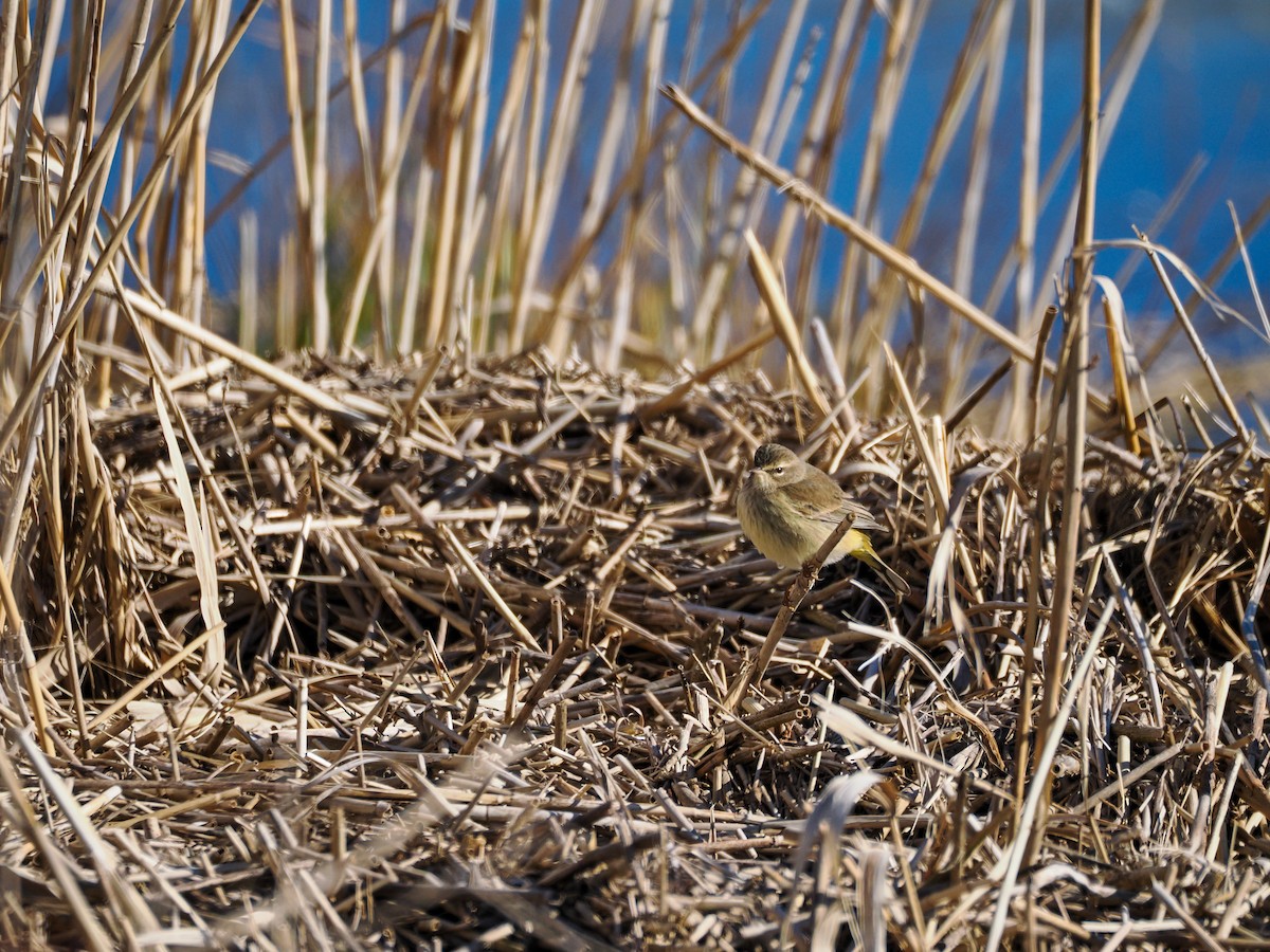 Palm Warbler - ML646801353
