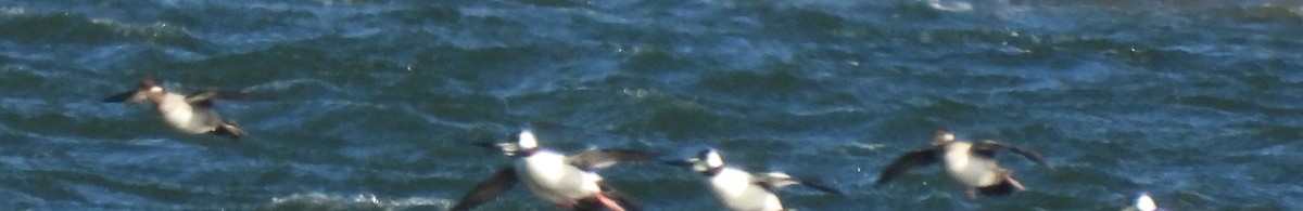 Bufflehead - ML646801354