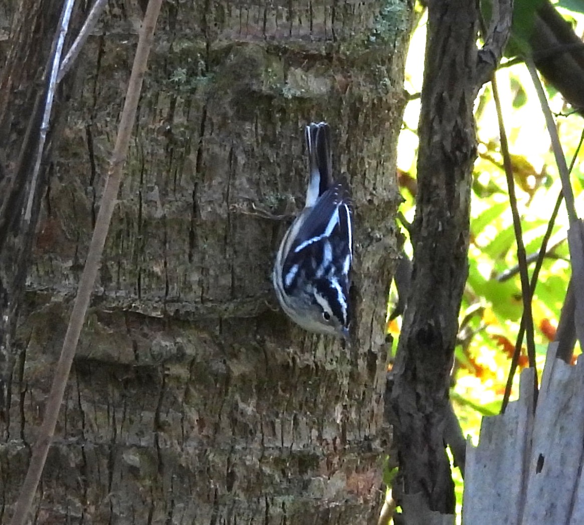 Пісняр строкатий - ML646801355