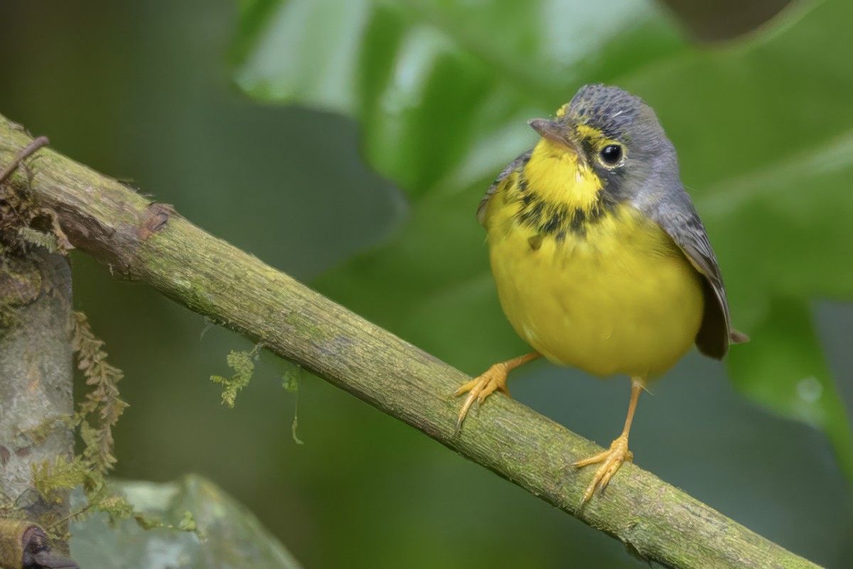 Kanada Ötleğeni - ML646801357