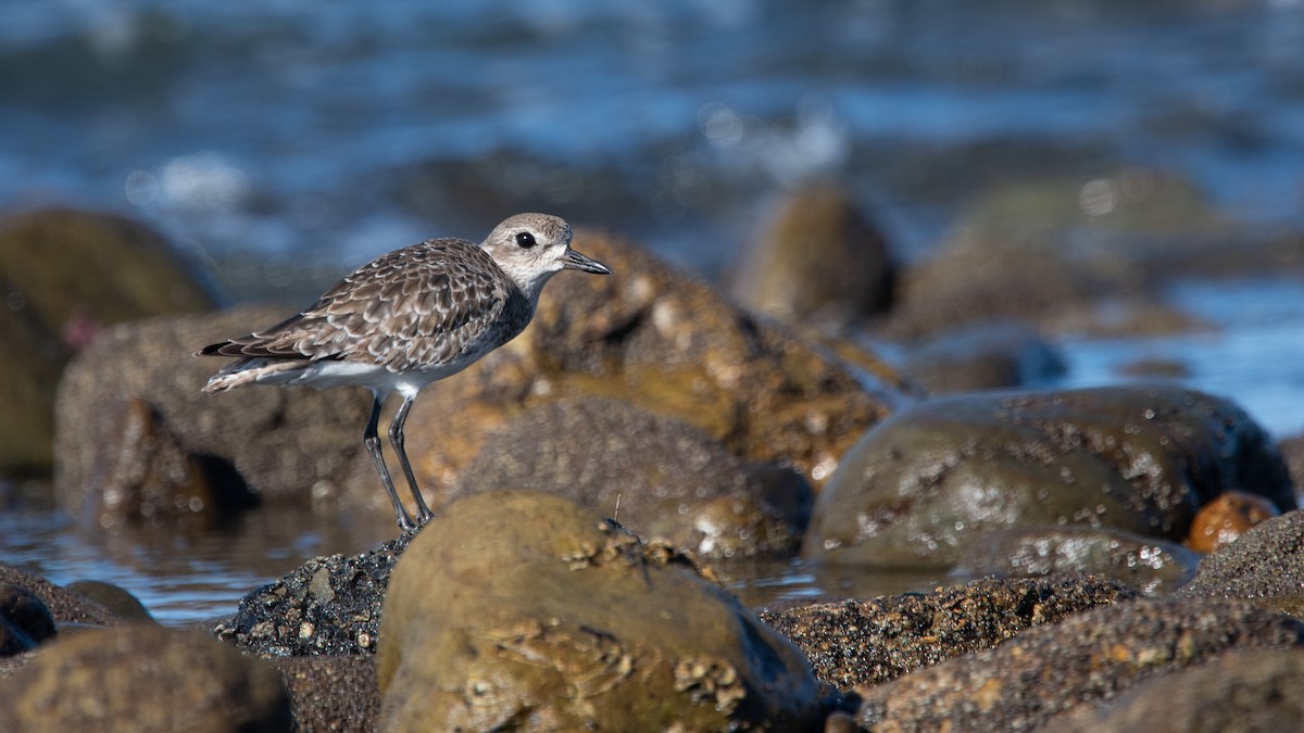 Kiebitzregenpfeifer - ML646801359