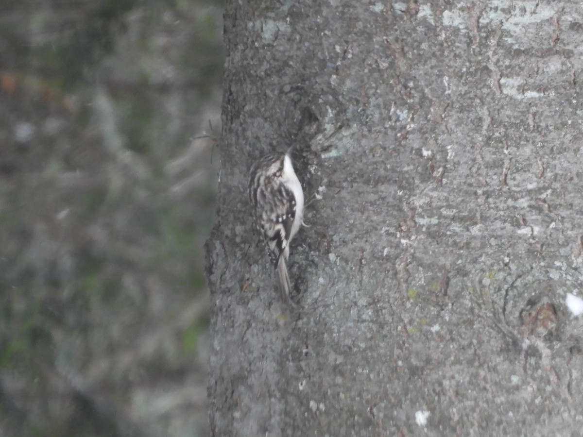 Brown Creeper - ML646801362