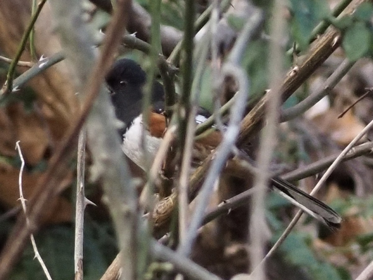Eastern Towhee - ML646801365