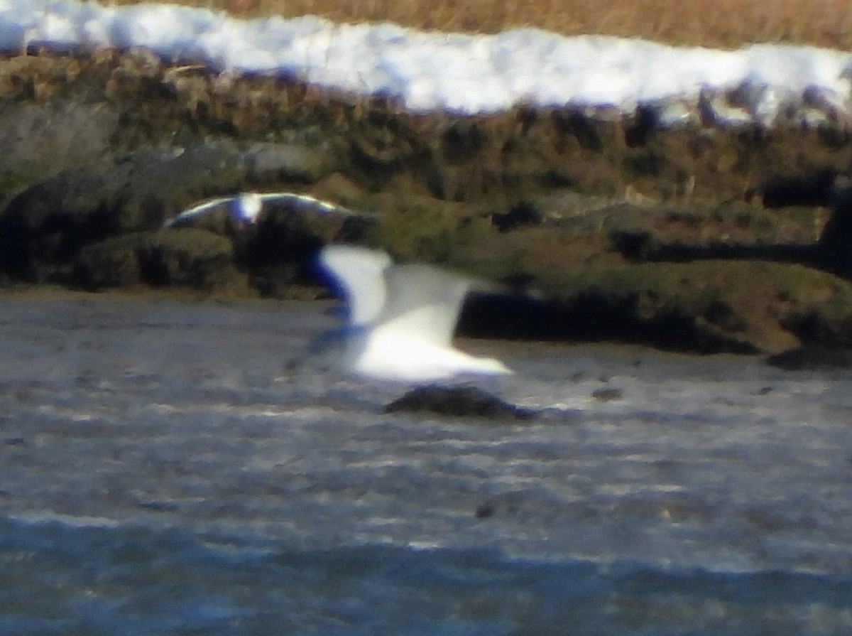 American Herring Gull - ML646801367