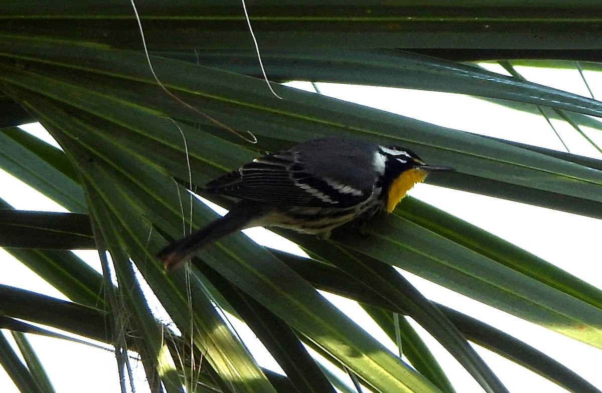 Пісняр-лісовик чорнощокий - ML646801368