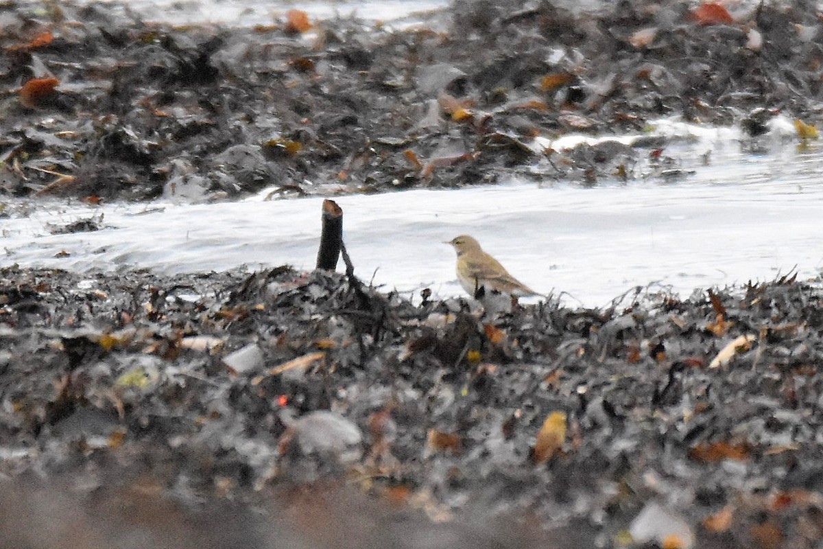 Щеврик гірський - ML646801369