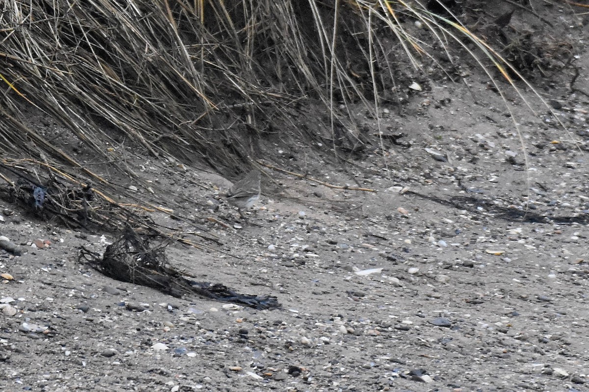 Щеврик гірський - ML646801370