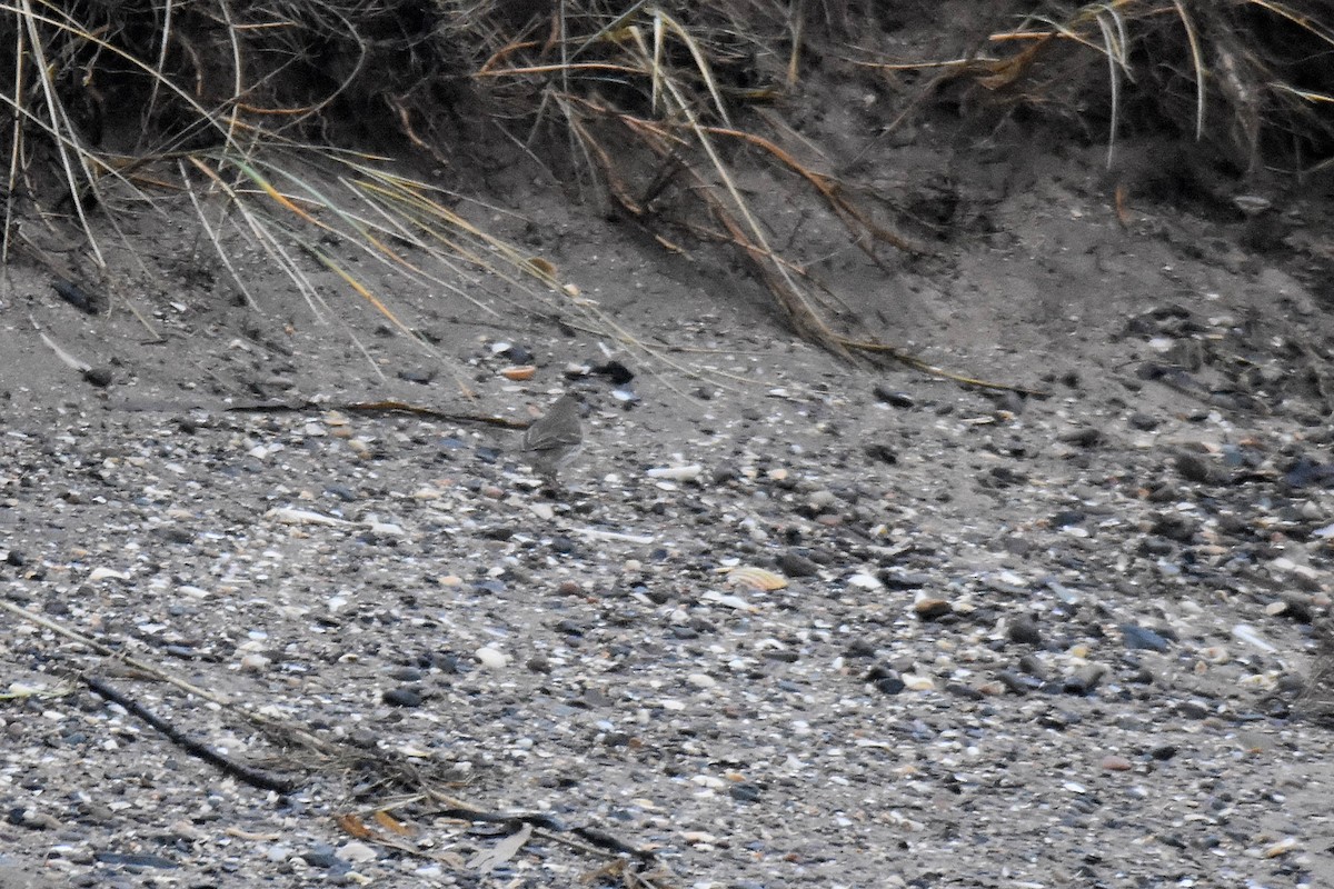 Щеврик гірський - ML646801371