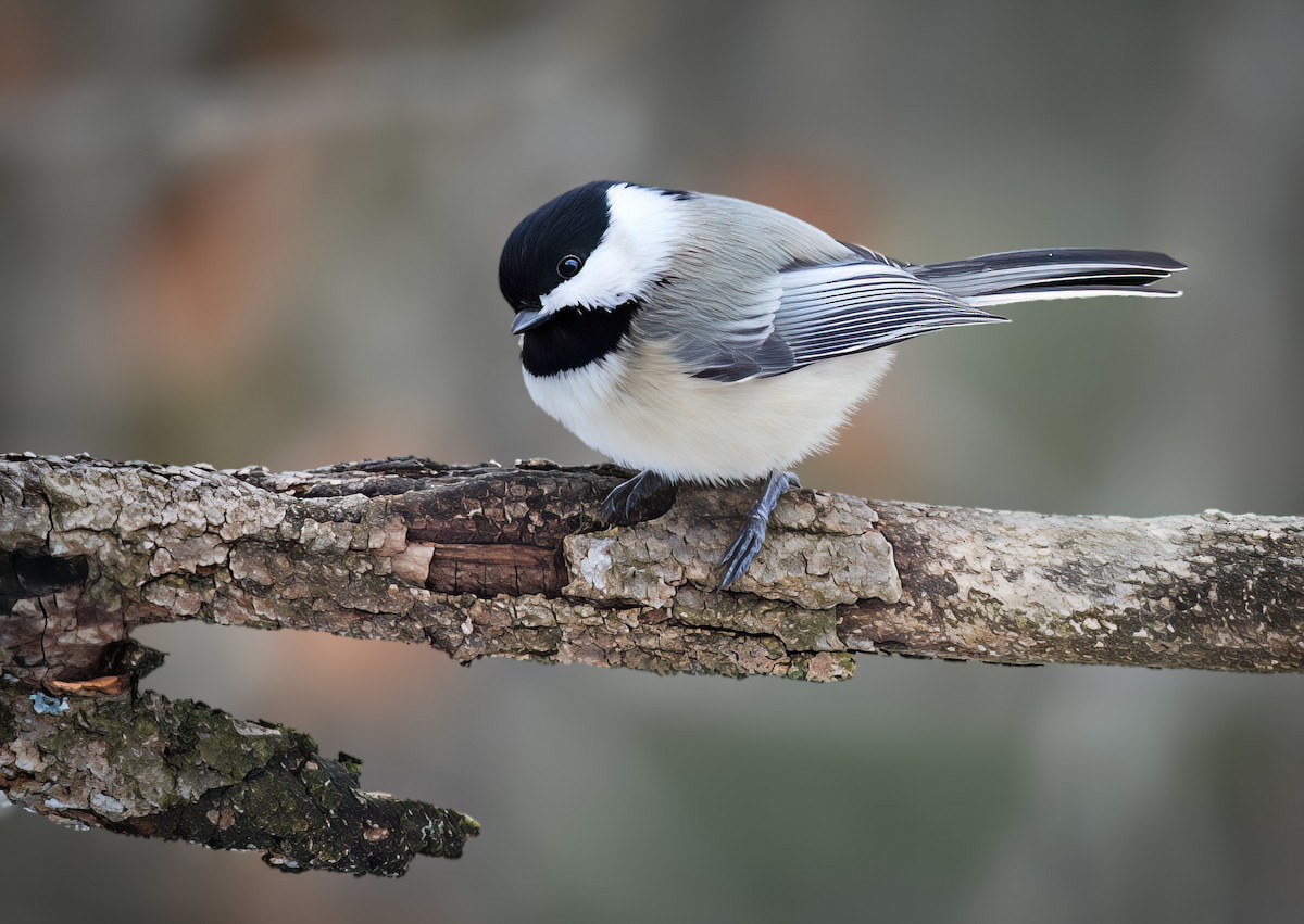 Black-capped Chickadee - ML646801373