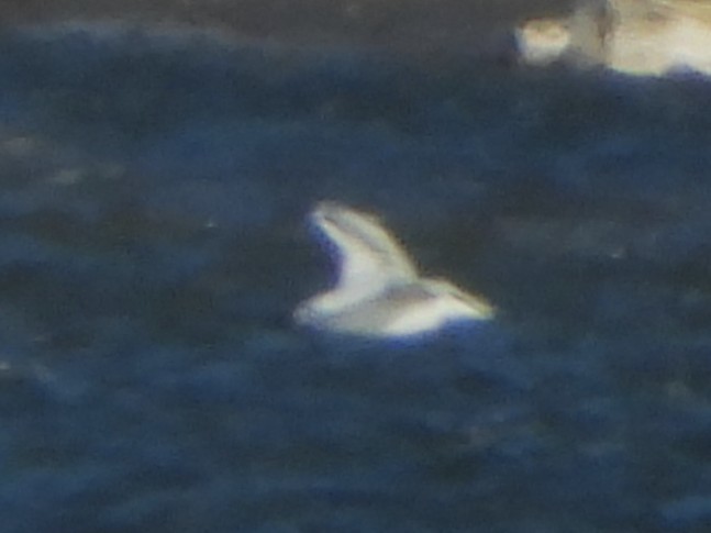 Ring-billed Gull - ML646801376