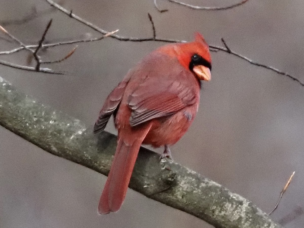 Northern Cardinal - ML646801377