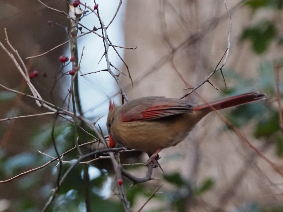 Northern Cardinal - ML646801378