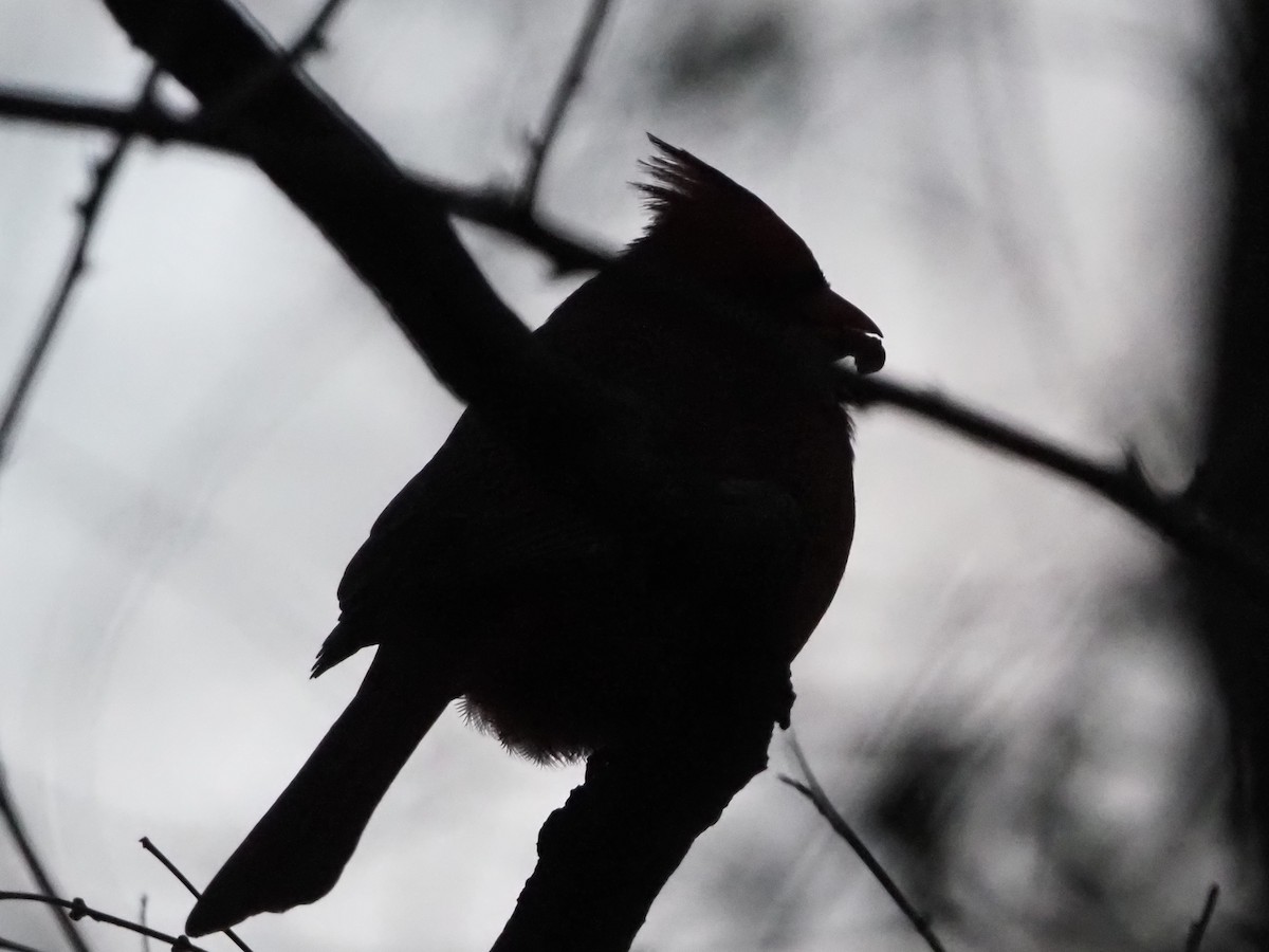 Northern Cardinal - ML646801379
