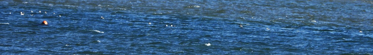 Bufflehead - ML646801380