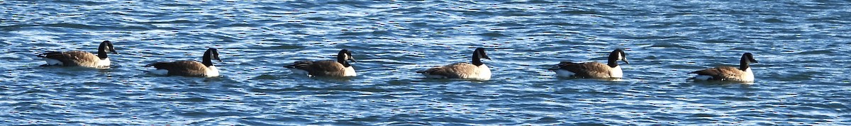 Canada Goose - ML646801382