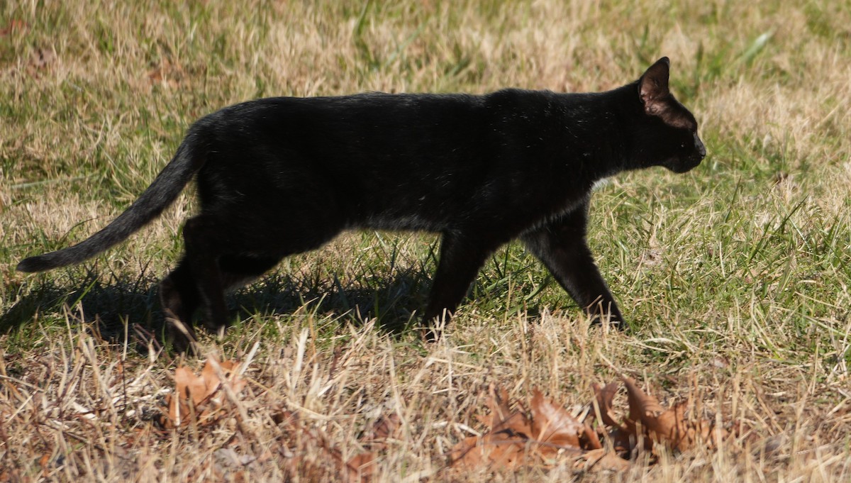 Animals - ML646801387